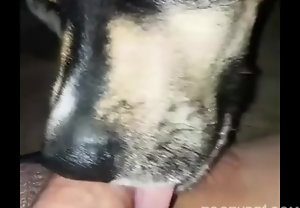 Cachorro lambendo a buceta apertada da sua dona