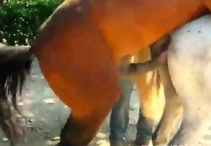 Égua no cio recebe rola de cavalo com vontade
