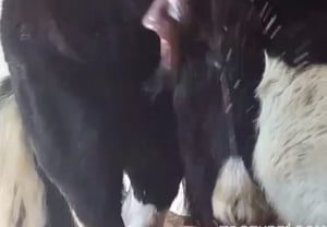 Mulher levando rola de cavalo no cu