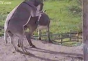 Metendo gostoso na buceta dessa égua e gozando dentro