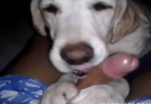 Flagra de cachorro lambendo pau de homem