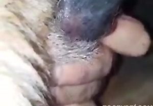 Safado arregaçando o cu do cachorro da vizinha