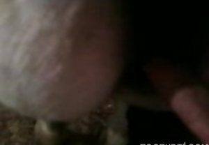 Homem transando com animal em cena de zofilia