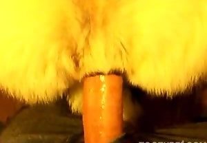 Homem transando com cadela enquanto grava o vídeo