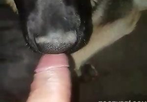 Safado recebe boquete gostoso de cachorro
