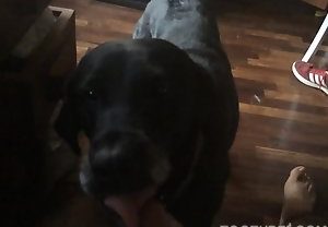 Homem goza com cachorro lambendo seu pau