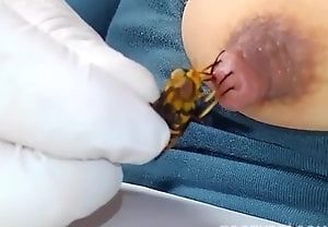 Peituda gostosa fode com abelha e goza gostoso