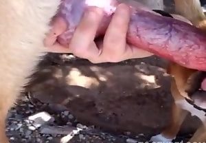 Vídeo caseiro de sexo com animais bem safado