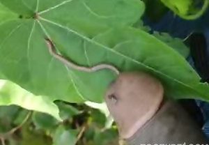 Gay pervertido mete em minhoca em vídeo amador de zoofilia