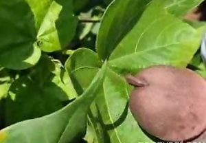 Homem mete em animal em vídeo amador de zoofilia