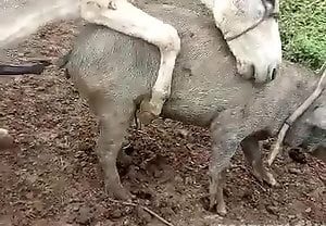 Mulher dando para um jumento enquanto o porco assiste