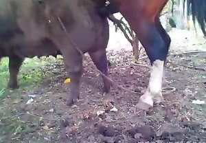 Cavalo mete com força no porco em cena de sexo animal intenso