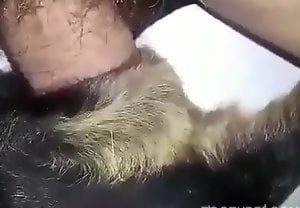 Mulheres transando com cachorros em vídeo proibido