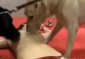 Cachorro esporra dentro da mulher safada na transa