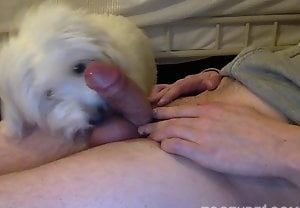 Cachorro pequeno chupando pau com vontade