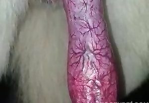 “Flagra da pica enorme do cachorro no vídeo”