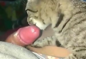 Gato dando um boquete gostoso no pau do macho
