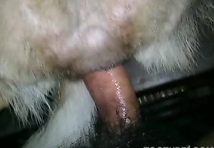 Homem mete na buceta de cadela no cio