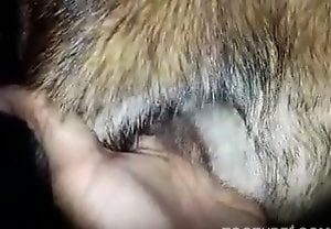 Homem deda a buceta da cadela no vídeo