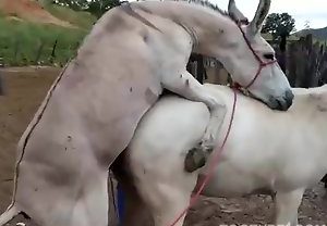 Cavalo arregaça a égua com força no cio