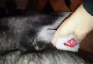 Mulher batendo punheta pro cachorro