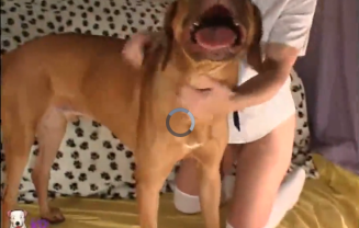 Cachorro obediente metendo forte na buceta da dona safada