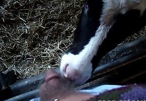 Novo peão gay chupa bezerro enquanto mama um pau gostoso
