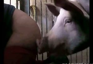 Mulher safada transa com um porco no cio